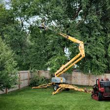 Best Tree Removal Services  in Louisvle, IL